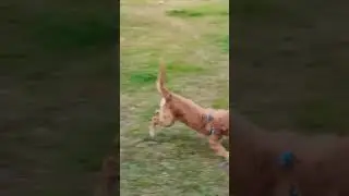 #bollywood #trailer #simba #mufasa
