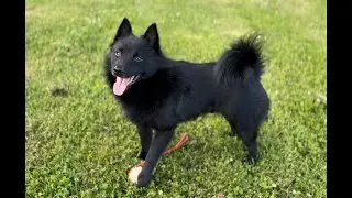 Noppa The Schipperke Music Video 2024