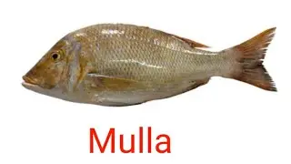 Fish names in Urdu