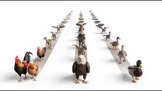 How Dinosaurs Evolved Into Birds (Evolution Animation)