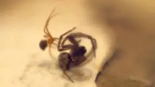 Australian Spider attack [No sound]