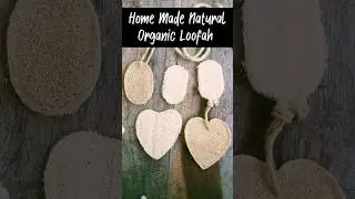DIY Loofah - Natural Organic Home made from sponge gourd  #horticulture #satisfying #organicfarming