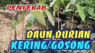 Penyebab Daun Durian Kering Gosong