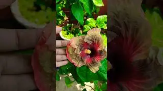 Tropical hibiscus ID Durga | Taiwan variety hibiscus