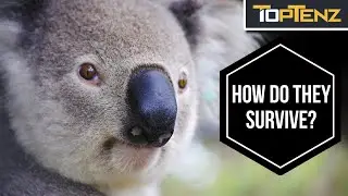10 Amazing Animals That Don’t Need to Drink Water