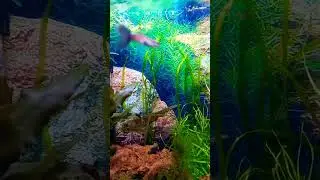 🐠то, что может наполнять🧘&zwj;♀️  #жизнь #созерцание #энергии #процессы #любовь #мирраира