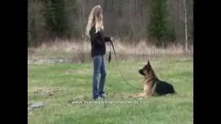 Щенок немецкой овчарки, потрясающий самец, пасет овец и ездит по ферме!