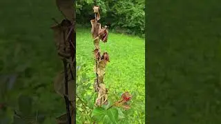 cicada damage