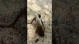 poor baby monkey Timo cry call mother Tima 8