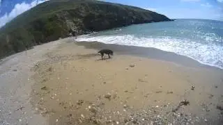 Glitched dog on the beach