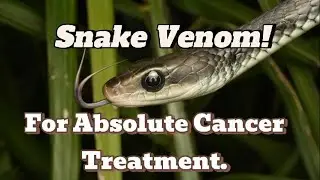 Snake Venom: The Ultimate Cure for Cancer?