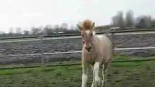 Gypsy Cob x Fjord Cross 4 months old