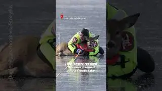 Когда эта олениха оказалась на ледяном озере, местные герои бросились ей на помощь 🦌