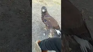 Golden Eagle Attack on Me!👀🦅 | Incredible Close Encounter😳