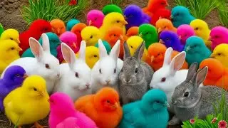 Ayam Rainbow Lucu Terpopuler | Hewan Lucu