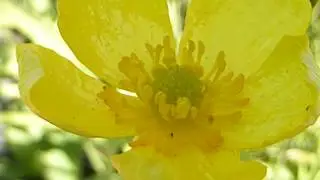 Lesser Spearwort - Ranunculus flammula - Lensus&oacute;ley - Vatnapl&ouml;ntur - Gul bl&oacute;m