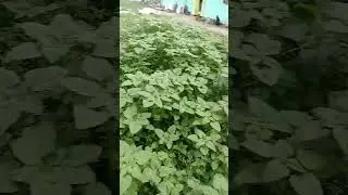 tanaman bayam liar yg tumbuh subur tanpa di pupuk