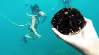 Dream Driven Episode 15: Pride of Maui Snuba Diving