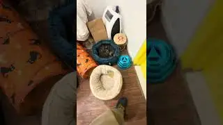 Kanaani Cats Behavior: Silent Social Intelligence