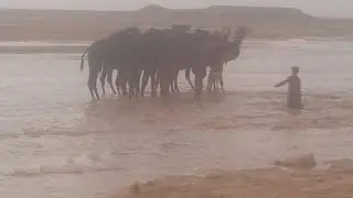 اهداء من شباب زعبنوت لسعادة الشيخ سالم تبوك