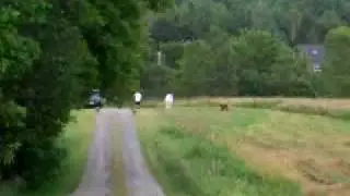 Blue - Retriever Field Trial Training Demo (Full-Length)