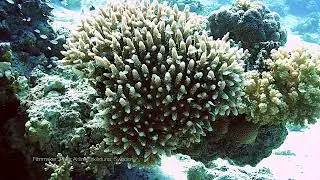 Blue Green Damselfish