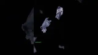 #MacroBliss #MacroASMR #CloseUpVideo #RelaxingVideo #TinyDetails
