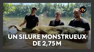 Un silure de 2,75m p&ecirc;ch&eacute; dans le Tarn : le record de France battu par 3 influenceurs