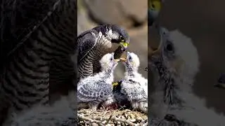 Birds nest daily life, Parent birds brings food to feed the babies in their nest,  [Ep#2315] #birds