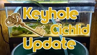 Keyhole Cichlid Tank Update 🌱🤞🏼