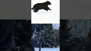 🐻🏹 Охота на медведя с луком &mdash; захватывающий выстрел!#охота#охотанакобана#кабан