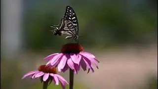 Forestry Awareness Video #Forestry #association #wildlife #environment #agriculture