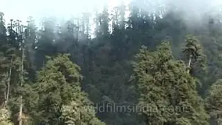 Rhododendron forests in Darjeeling, West Bengal - India