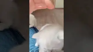 Animals Fun | Very white Super Cute KITTY CAT'S