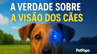 A Verdade Sobre a Visão dos Cães – Eles Enxergam o Que a Gente Não Vê