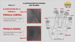 DACTILOSCOPIA MODULO 2 de 5