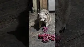 Granny the raccoon loves red grapes cat tv dog tv wildlife nature ASMR