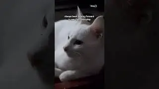 HAVING A CAT MEANS JOY AND FULFILLMENT #shortsvideo #cat #cutecats #cats