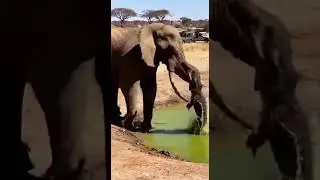 Elephant vs Crocodile: Violent Ambush at the African Watering Hole