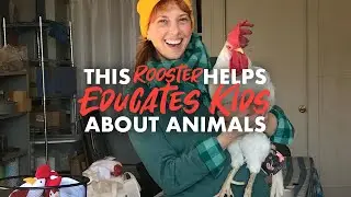 This Rooster Helps Educate Kids About Animals
