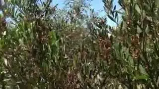 Edible wattle seeds Part 1