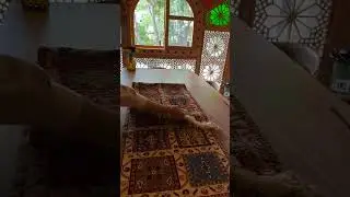 🌟 Transform Your Home with Antique Persian Rugs and Kilims 🌟