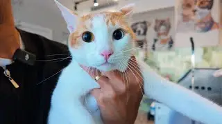 Разноглазый кот Мэтью, домашний короткошерстный ❤️