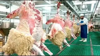 Complete Sheep Farming Process: From Pasture to Plate | Modern Lamb Meat Production Documentary