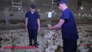 Weighing Broiler Breeders