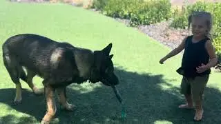 3 Yr Old Girl trains high drive German Shepherd