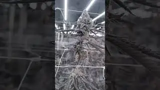 Indoor Cannabis Grow Under Flexstar PRO LED Grow Lights | Commercial Grade