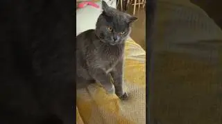 Funny cat #FunnyCat #CatVideos #ComedyCats