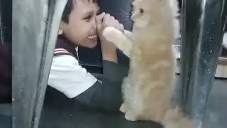 Passion cat sab se  jyada pyari hoti hai 🥰 /hamare ghar ki jaan hai #mirchavlog777 
