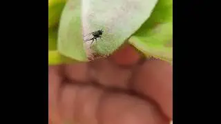 Kleptoparasitic Fly- Milichiidae